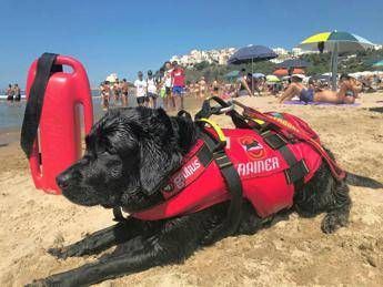 A Sperlonga in spiaggia il debutto dei cani bagnino A Sperlonga in spiaggia il debutto dei cani bagnino